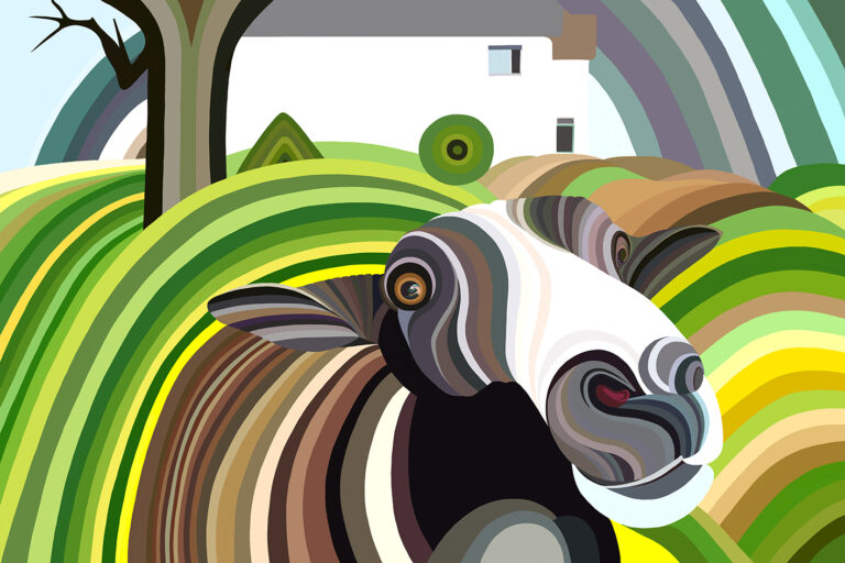 A sheep